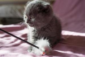 Retrato de un pequeño gatito escocés gris foto