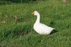 Ganso blanco con patos jóvenes sobre pasto verde foto