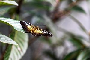 Orange butterfly on leaf mushmuly photo