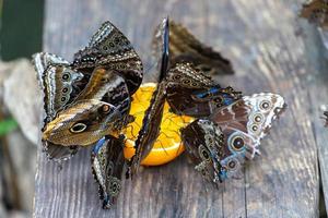 Feeding butterflies orange juice. photo