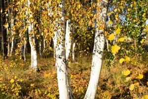 Natural autumn background with birch trees photo