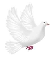 flying white pigeon on a white background vector