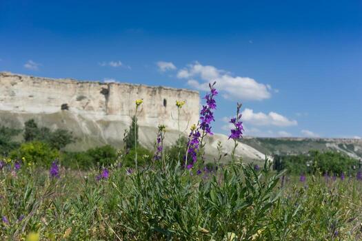 Natural landscape with beautiful purple flowers. photo