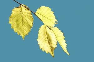 Natural background with yellow leaves on a blue sky photo