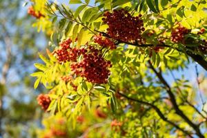 Mountain ash branches with red fruits photo