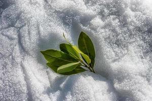 Hojas de laurel verde sobre un fondo de nieve blanca en tiempo soleado foto