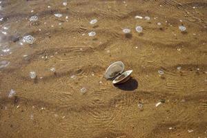 Seashells on sand. Sea summer vacation background photo