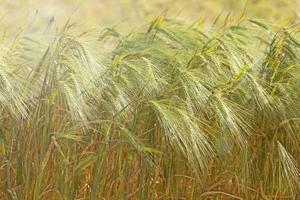 Macro photo of beautiful golden wheat waiting