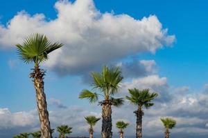 the trunk fan palm with large leaves against photo