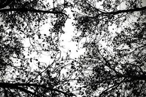 Ground view of tree branches in black and white photo