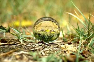 A lens ball in an autumn forest photo