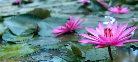 Pink lotus in a pond in the morning at a park, nature background.