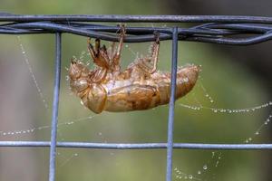 Un insecto cigarra muerto pegado a una valla con telarañas foto