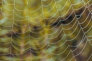 A large spider web with water drops on a yellow background