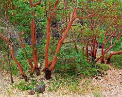 Madrone Trees - Rogue River Canyon - Prospect, OR photo