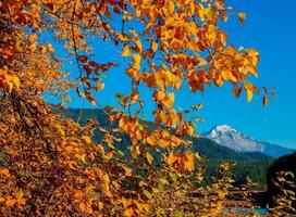 otoño de oro - un álamo temblón en el lago detroit - mt. Jefferson en el fondo - Detroit, o foto