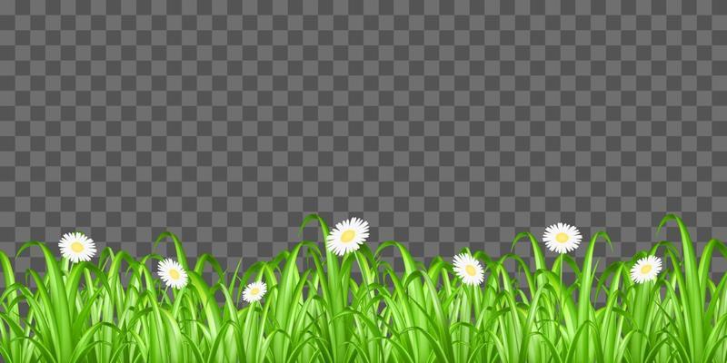 grass and flowers isolated