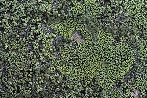 Lichen growing on a rock