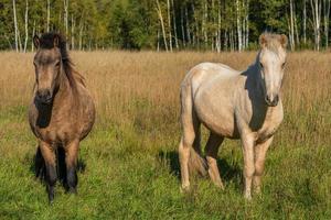 Icelandic horses standing in tall grass in a sunny pasture