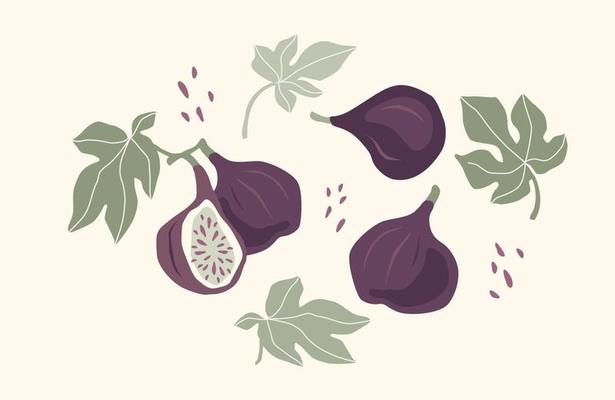 Set of drawn figs, Vector illustration. Isolated elements