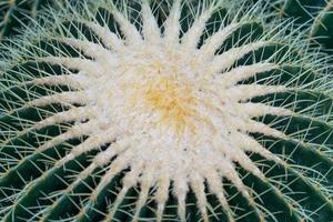 Fondo natural con grandes espinas de cactus brillantes en la macro foto