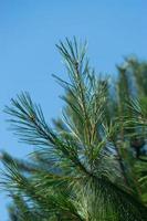 Branches of a pine tree on a blue background of the sky photo