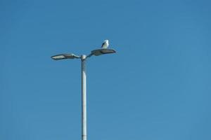 sea gull sitting on a lamppost on the background of blue sea photo