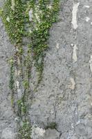 vertical background with texture of a gray plaster . photo