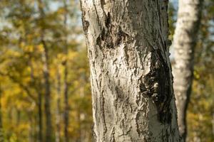 Natural background with a view of a tree trunk photo