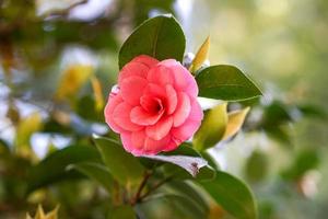 Beautiful pink flower of japanese camellia photo