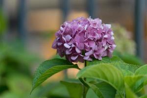 lush pink hydrangea flower with green leaves photo