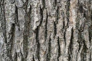 Natural background with tree bark texture. photo