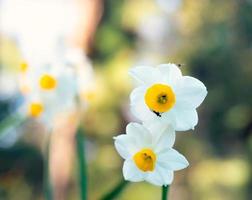 White Narcissus flowers on a blurred green background photo