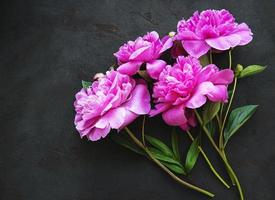 Flores de peonía sobre un fondo de hormigón negro foto