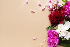 flores de peonía rosa como borde