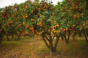 Autumn landscape with tangerine garden. photo