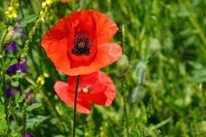 poppy flower on the background photo