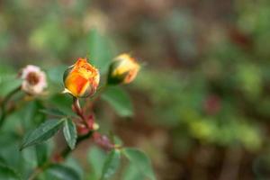 Natural background with delicate yellow rose Bud on blurred green background