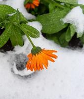 Marigold flowers in water drops on the first snow photo