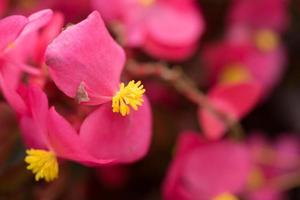 Pink floral background with flowers of begonia closeup photo