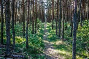 Landscape with pine trees on a Sunny day photo