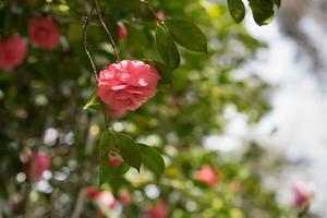 Camellia flower on blurred background with bokeh leaves photo