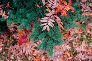 Natural background with green spruce branch photo