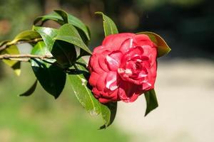 Pink Camellia flower on blurred green background. photo