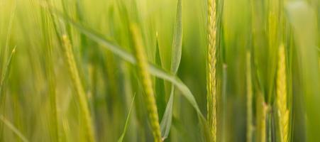 Close up with selective focus on green wheat with soft light