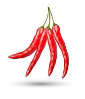 real red chilli on a white background vector