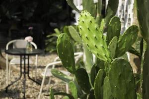 cactus en un patio foto