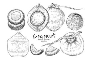 Whole half shell and meat of coconut hand drawn Hand drawn Sketch retro style vector