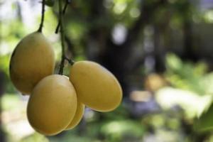 Sweet yellow marian plum tree photo