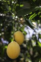Yellow plums on a tree photo